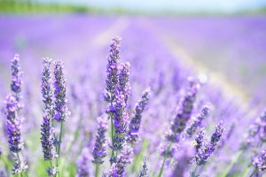 Creëer geurige hoekjes buiten met aromatherapie-planten