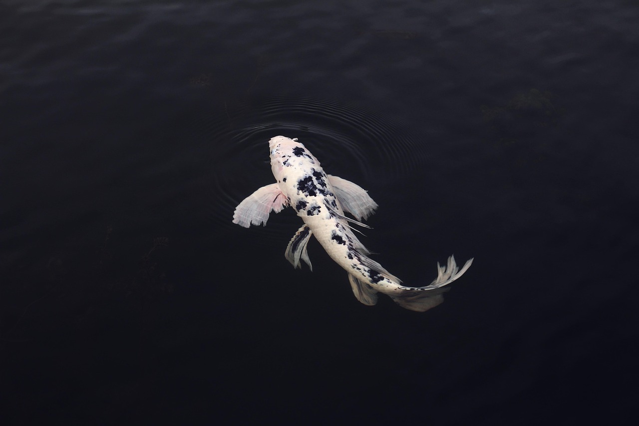Strakke zwemvijver met waterlelies.