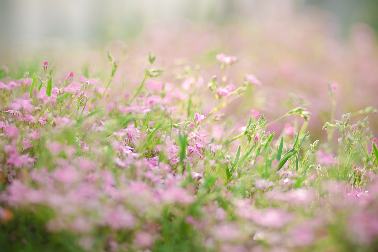Verhoogde bedden met diverse planten en bloemen.