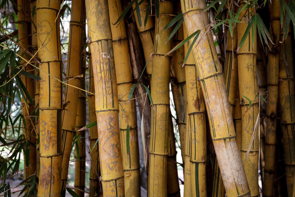 Bamboe en kurk vloeren in huiselijke setting