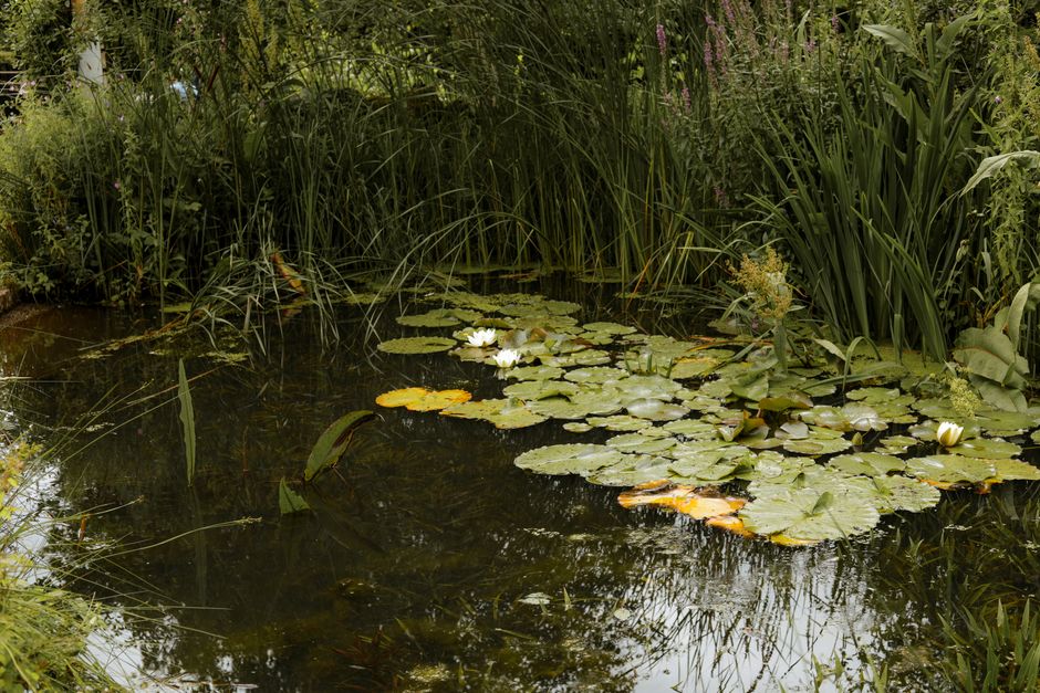 Vogeldrinkschaal omgeven door groene planten.