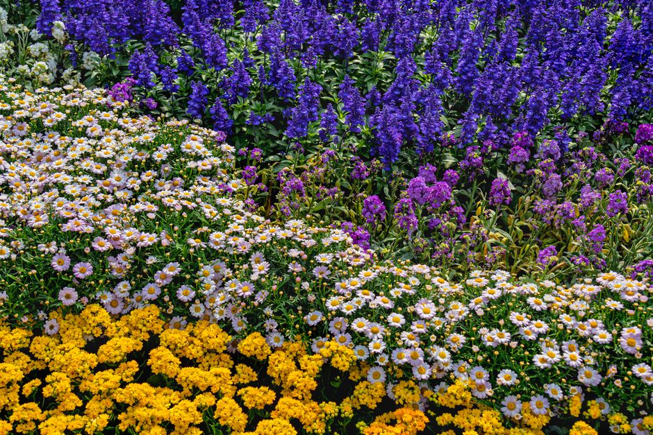 Diverse specerijenplantjes in kleurrijke potten Diverse specerijenplantjes in kleurrijke potten