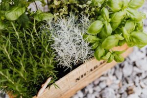 Picking the perfect herb and spice plants for your culinary garden