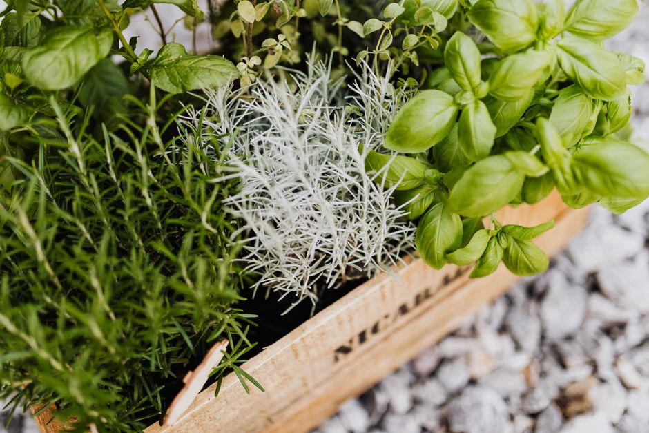 Tijmplanten groeien weelderig in culinaire tuin Tijmplanten groeien weelderig in culinaire tuin