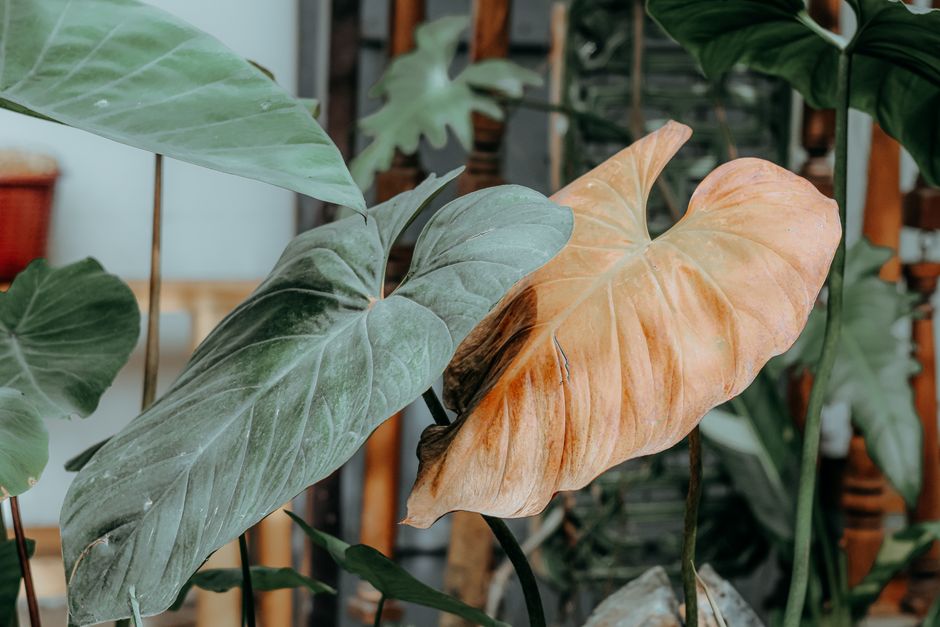 Gezellig huis met tropisch groene planten.
