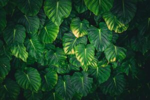 Tropical leaf decor: breng een exotische sfeer in je interieur