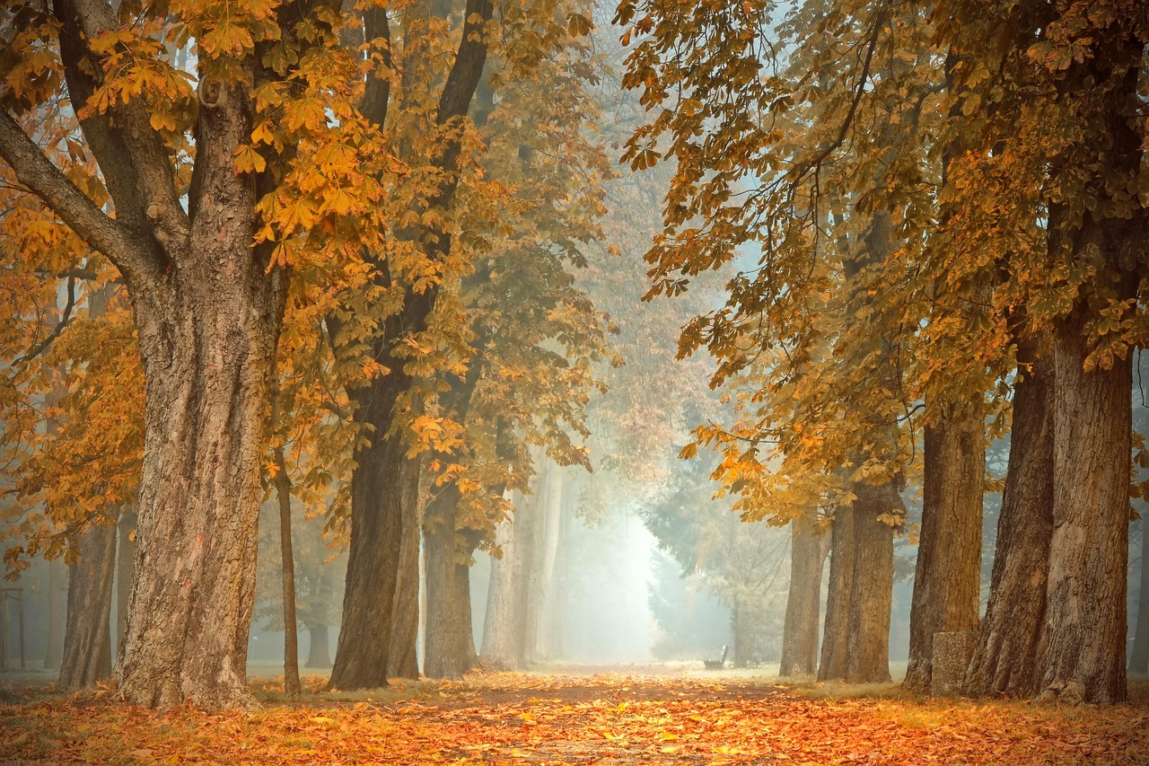 Groene planten en kaarsen voor herfstterras.