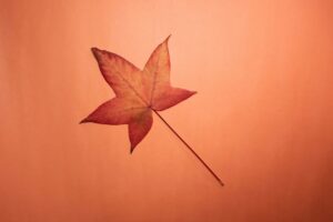 Terracotta gordijnen: de kleurentransitie van zomer naar herfst